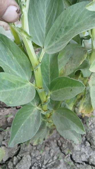 ممكن اعرف ايه العلاج